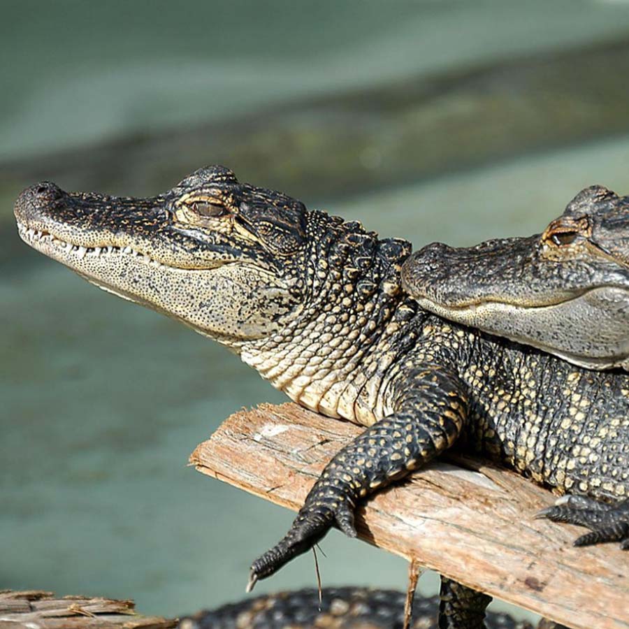 Baby Joey's Alligator Farm